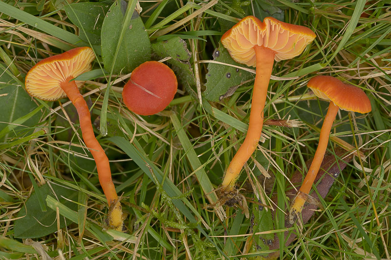 Hygrocybe miniata